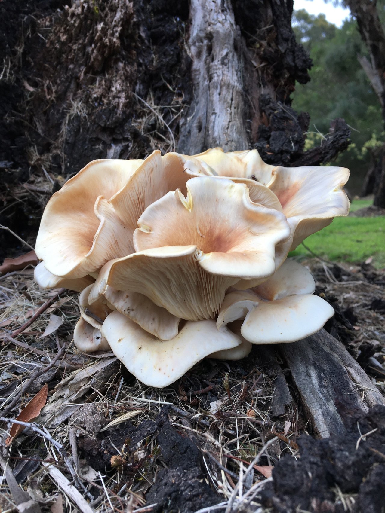 About Us - Glow Tours Tasmania
