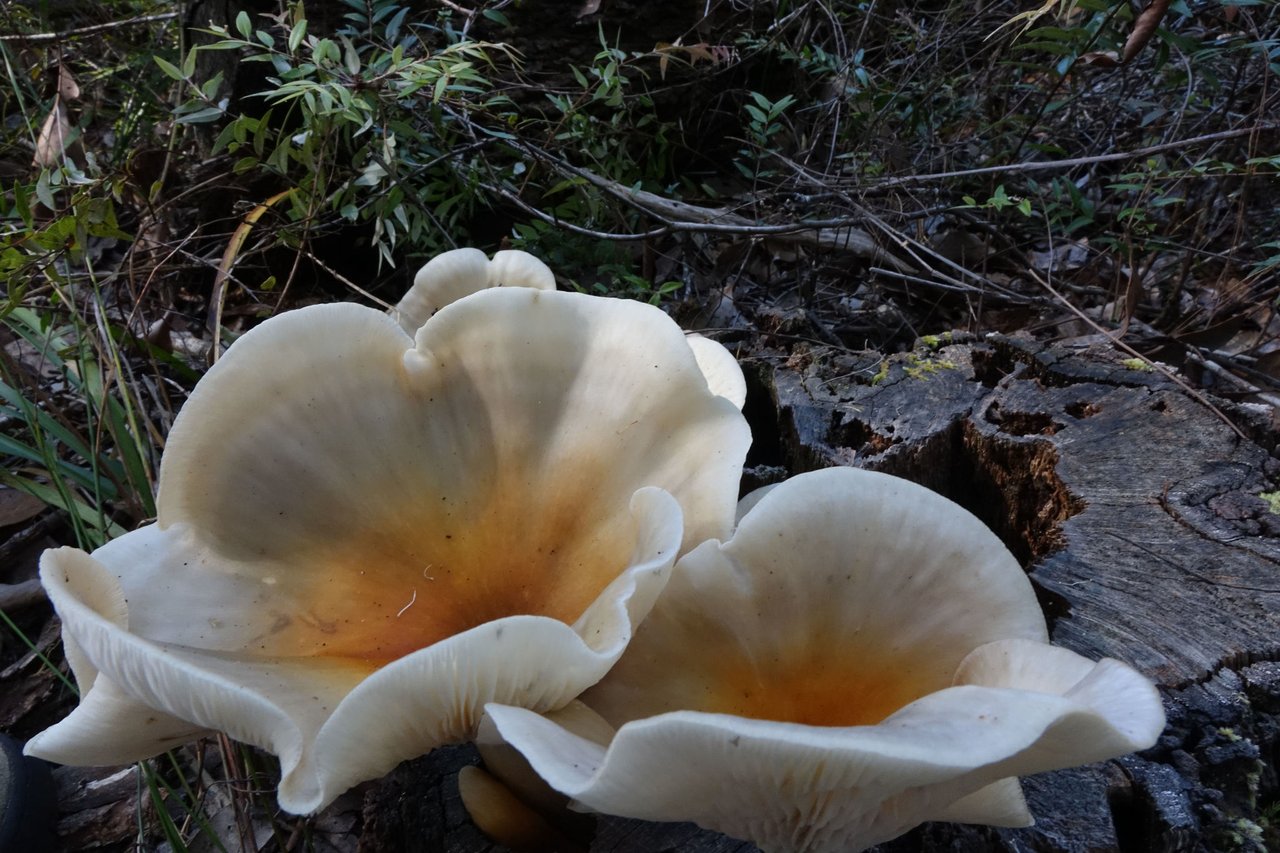 About Us - Glow Tours Tasmania